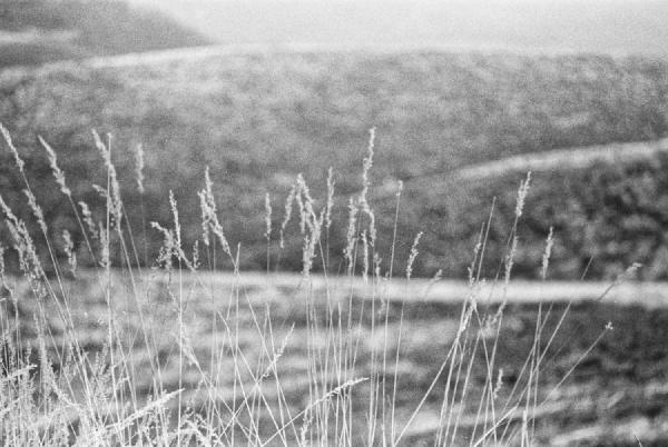 The texture and grain give this image a timeless depth. The fine grass in the foreground stands sharply against the soft, blurred hills behind it, creating a quiet tension between detail and distance. The film grain adds warmth and presence, turning a simple landscape into something almost tactile.