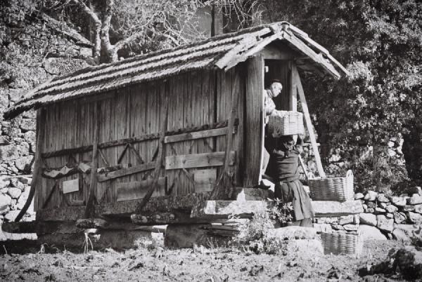 After harvesting the corn, a couple stores the cobs inside a canastro, a traditional wooden granary where the corn dries slowly in the open air. In the past, this was part of the rhythm of rural life. Once dry, the corn would be ground and used to make broa, a dense cornbread that was a staple in every household. Nothing was wasted — every cob, every grain, carried the work and care of months in the fields. These small rituals shaped the seasons and the table of an entire family