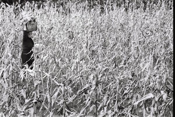Viseu, late 1980s. A woman walks through the cornfield, carrying a basket on her head filled with freshly picked ears. The rhythm of the dry leaves surrounds her, blending work and tradition in a single frame. It’s a quiet scene that speaks of balance, effort, and the simple grace of everyday life in the countryside.